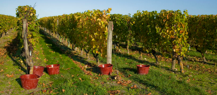 Vignoble Langlois Château